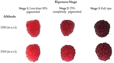 Influence of altitudes and development stages on the chemical composition and antioxidant capacity of Andean blackberries (Rubus glaucus Benth)